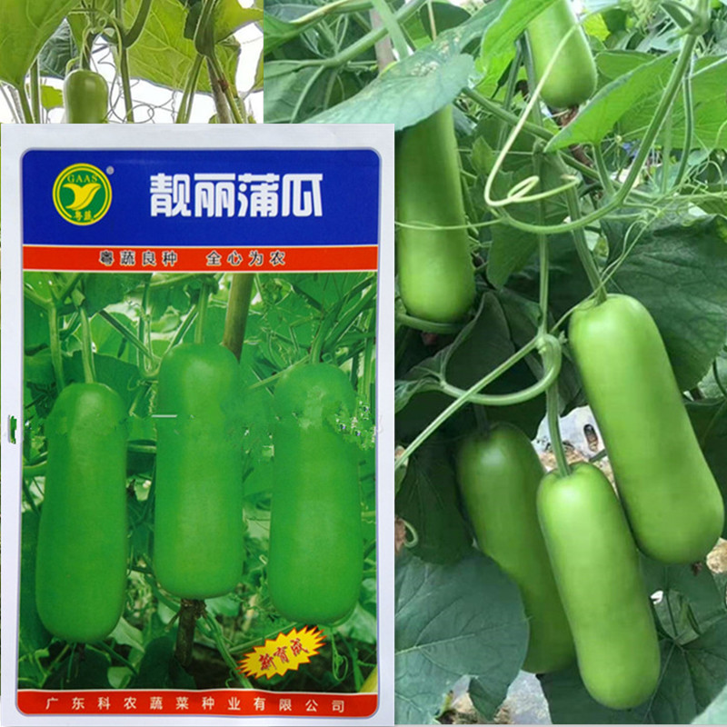 Beautiful Pugua Seeds (10g) Kenong Guangdong Vegetables Brand Gourd High-yield Guangdong Academy of Agricultural Sciences Vegetable Seeds
