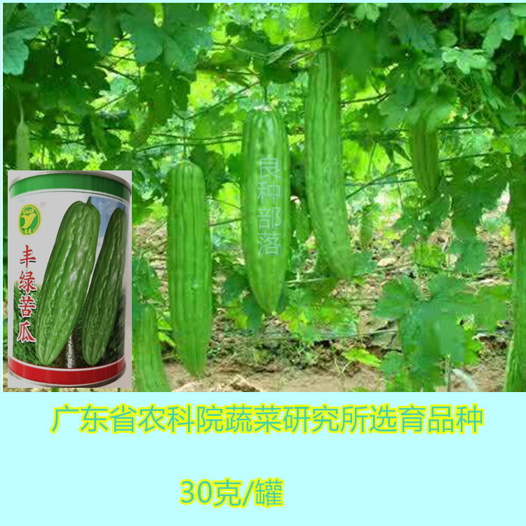 Yue Vegetable Brand Rich Green Bitter Gourd Seeds (30g canned) heat-resistant and disease-resistant varieties bred by Guangdong Academy of Agricultural Sciences - Taobao