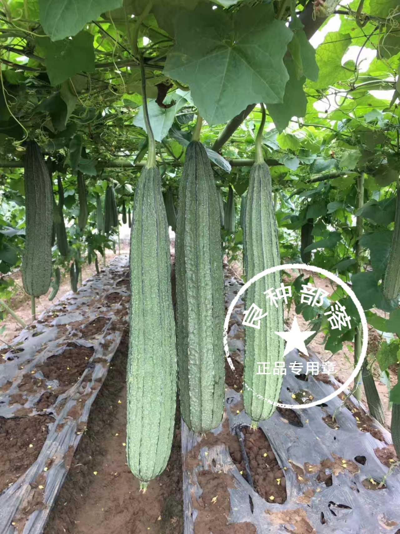 Vegetable seed Big flower spot silk melon seed (15 grain split) Family patio special with crunchy sweet silk melon seeds