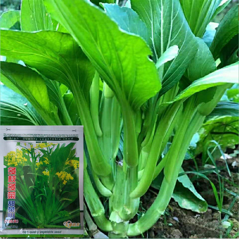 Vegetable seeds Multi-branch multi-vegetable beet heart seeds (20 g) Multi-stemmed multi-branch multi-branch multi-branch multi-branch multi-