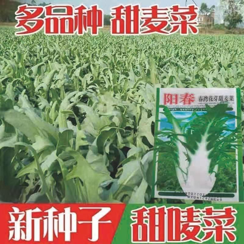 Vegetable Seed Yang Spring Sweet Wheat Vegetable Seed 2 gr Spring Bay Flower Bud Sweet Wheat Vegetable Seed Tasty Oil Sweet