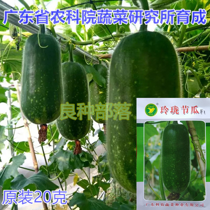 Originally installed Guangdong Provincial Academy of Agricultural Sciences Festival Gala Lingang Festival melon seeds 20 gr Cornon Guangdong Vegetable High-yield Heat-resistant Knot Melon-Taobao