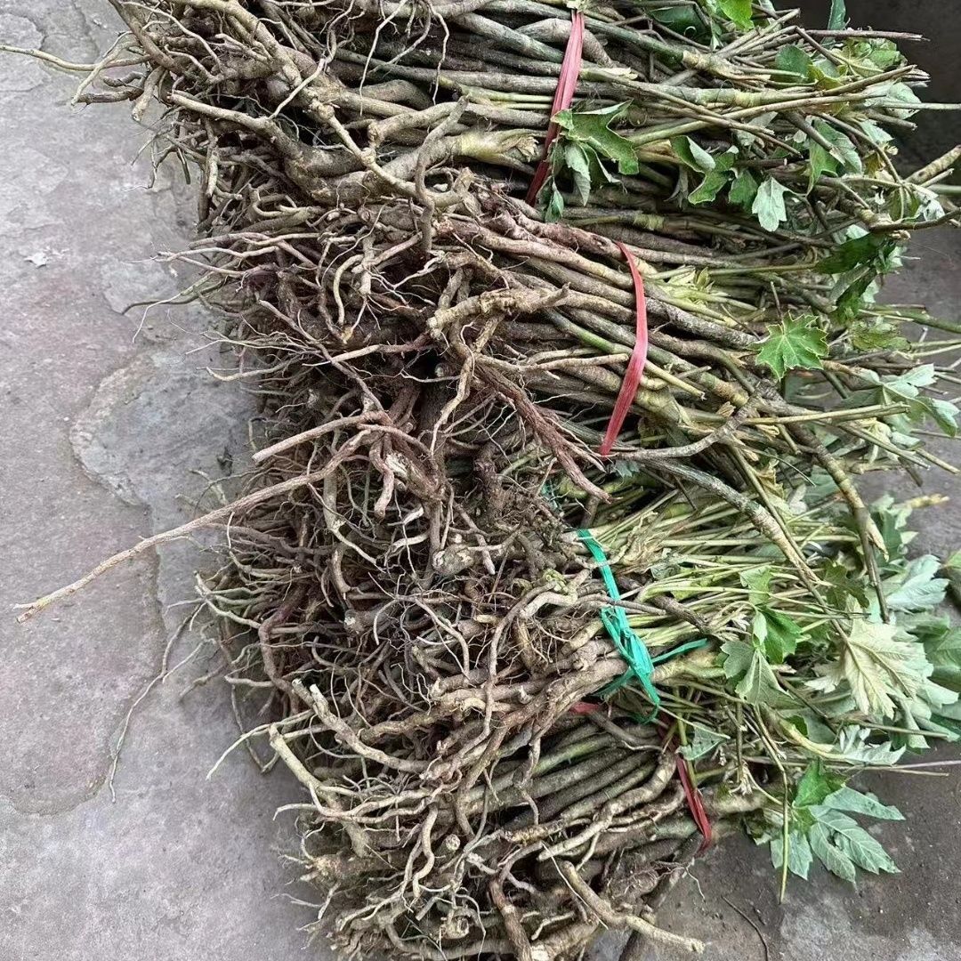 大通草苗 通草苗 通草 通草苗根 通草花根 二年老桩苗 一年通草苗