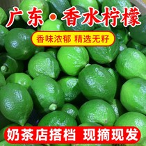 Guangdong Perfume Lemon Fresh Green Lemon Seedless First-Class Fruit Commercial Milk Tea Shop Special Second-Class Fruit Wholesale