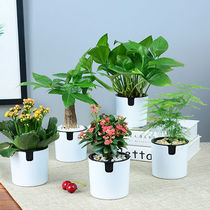 Lulu Potted Hair Treasure Tree Green Radish Indoor Gardenia Flowers Rich And Expensive Bamboo Hanging Land Desk Small Green Plant Potted Water Cultivation