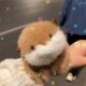 Little Otter Snap Ring Doll Doll Pull Rope Wagging Tail Children's Adult Bracelet Cute Plush Toy Gift for Women