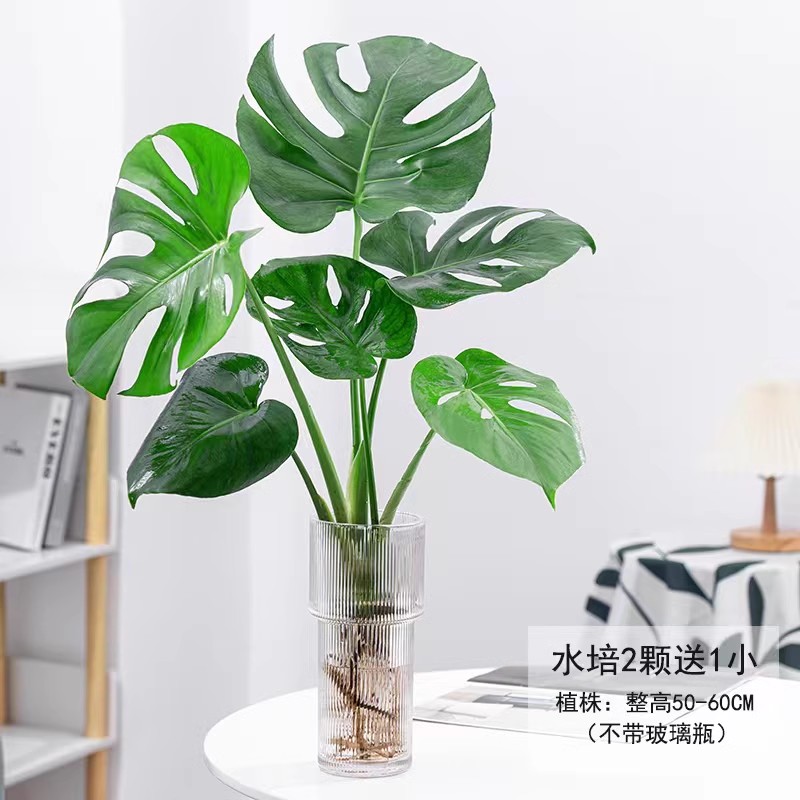 大叶龟背竹开背老桩盆栽：室内空气净化神器，好养又美观🌿!-造型盆景-淘宝百科网
