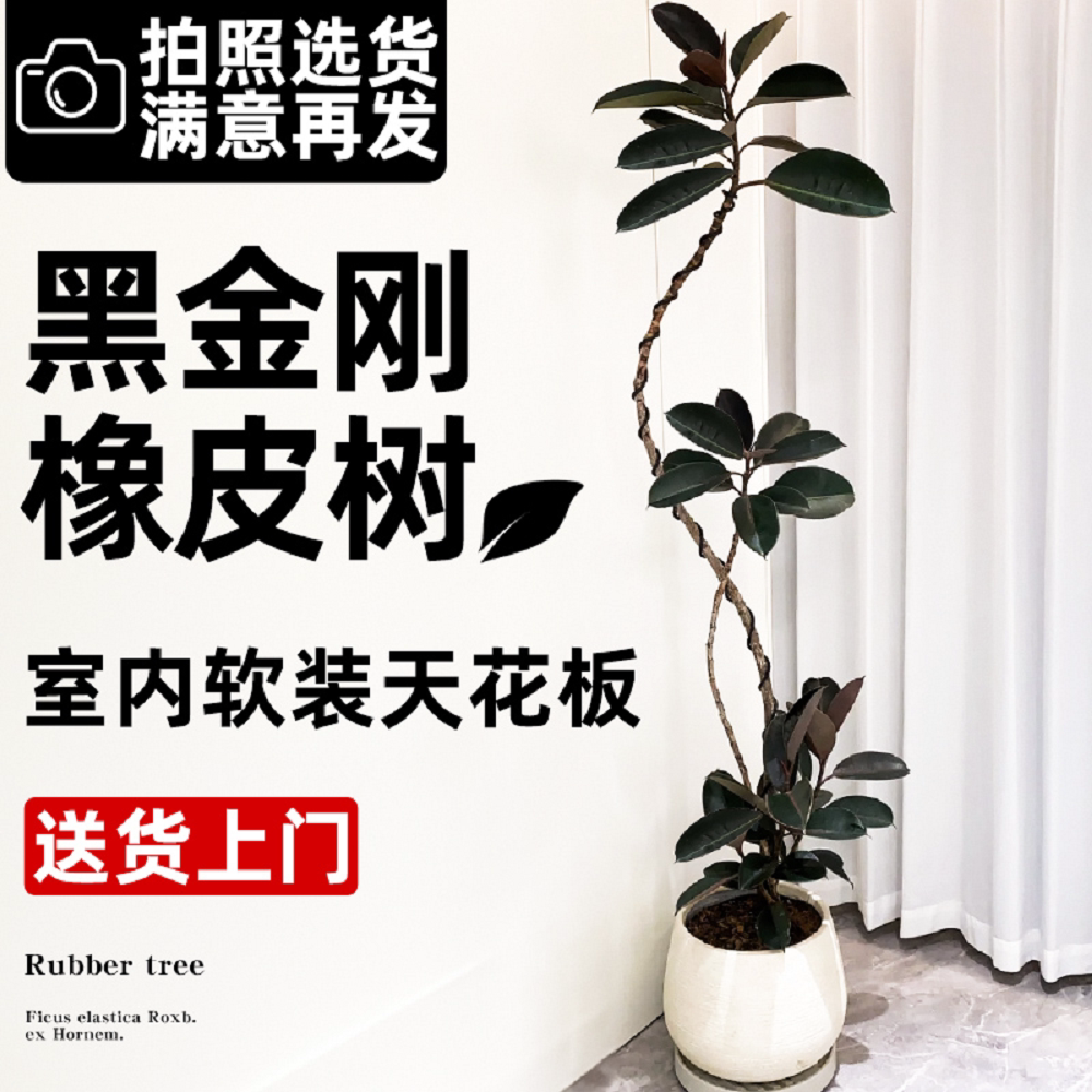 黑金刚橡皮树客厅大盆栽怎么选？2026年造型绿植选购为何更重&ldquo;飘枝结构&rdquo;与&ldquo;散射光适配性&rdquo;？