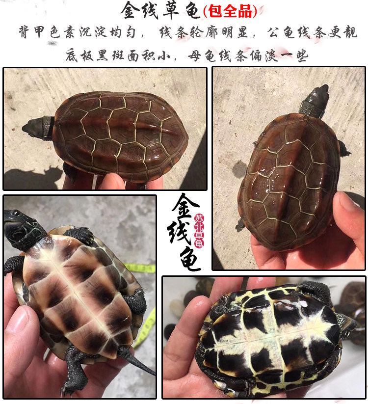 外塘苏北金线草龟:长寿龟小宠,中华龟金钱小乌龟活物稀有墨龟水龟,养一只开启你的龟友生活!-龟-淘宝好物网