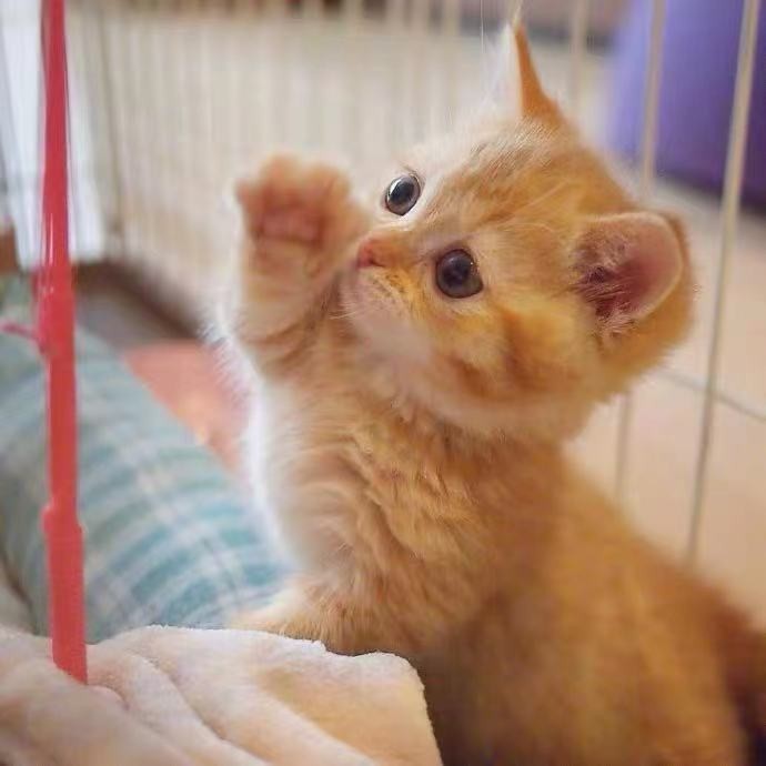 广州本地中华田园猫橘猫幼崽土猫家猫可爱狸花猫白猫幼猫黑猫包活,如何选择你的理想萌宠?-宠物训练-淘宝百科网