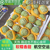 SF air transports Yunnan custard apple fresh milk custard apple Ringo Buddha head large fruit bursting sweet fruit express 5 pounds