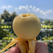 Freshly picked white jade loquat white pear imperial concubine white Fujian Putian loquat fresh fresh fruit perfect for gift giving