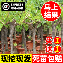 Grapevine Sunshine Rose Sapphire Potted Sunny King Climbing Vine Planting Jufeng Seedless Grape Seedlings in the South and North