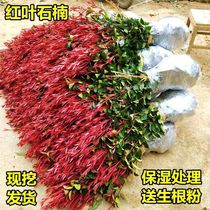 Red-leaf heather greening seedlings Four-season evergreen garden greening seedlings Red Robin red-leaf heather fence seedlings