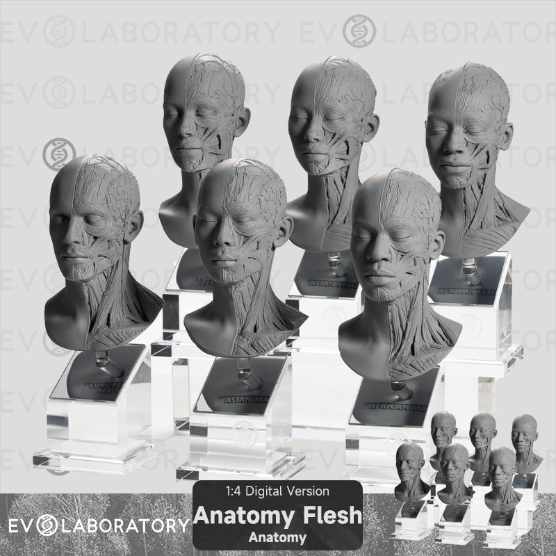 Evo Human Muscle Anatomy Series Eurasian and African Skull Science and Education Model Art Medical Teaching Sketch Model