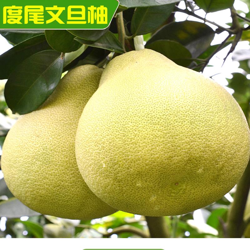度尾文旦柚合作社店