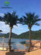 Bionic Coconut Trees, Outdoor Coconut Tree Projects, Commercial Landscaping, Simulated Coconut Trees, Fake Coconut Trees, Artificial Palm Trees
