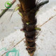 Simulated Palm Tree Trunks for Courtyard Rooftop Drainage Pipe Decoration, Photography Props, and Plastic Palm Trunks