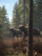 Steam Genuine Version of Thehunter: Call of the Wild Dlc Thehunter Call of the Wild Scotland Cdk