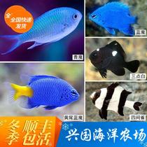 Demons: Green Devil Blue Devil Pink Devil Fiji Devil Green Devil live seawater ornamental fish novice fish in aquarium.