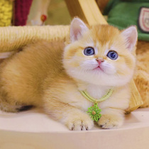 Pure Species Golden Asymptotic Cat English Short Silver Asymptotic Young Cat Living Dwarf Cat Folded Ear Kitty Cat Living Things Pet Kitty Cubs