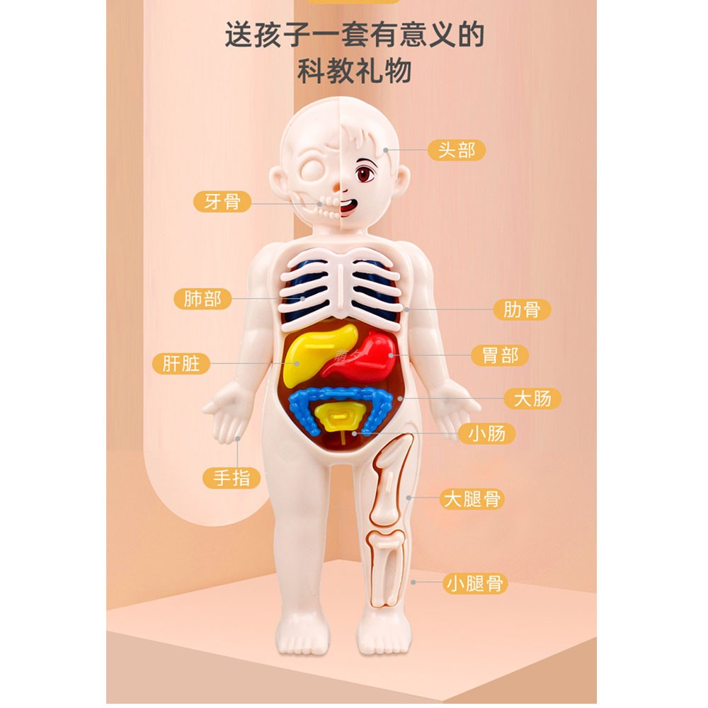 仿真人体医学内脏解剖骨骼模型教具学生益智玩具human skeleton