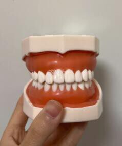 牙科种植离体粒备牙模型根管排龈开髓模型带咬合架