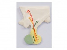 脑垂体模型脑垂体结构和形态PVC材料脑垂体教具Pituitary model