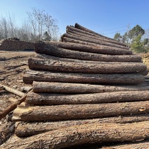 Fir wood pile river project piling wood greening support pole larch pitch pine outdoor flood control leather log pile