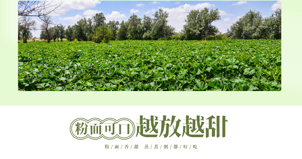时果荟 陕西板栗南瓜 5斤 图3