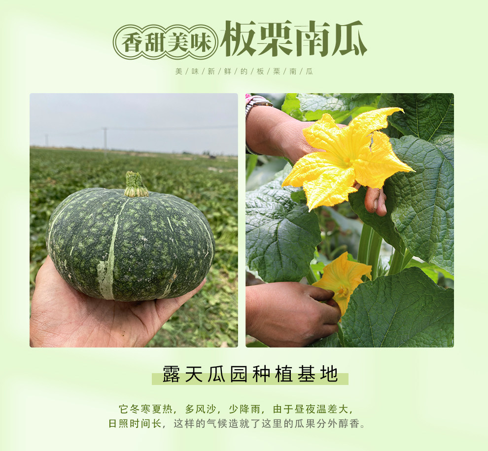 时果荟 陕西板栗南瓜 5斤 图2