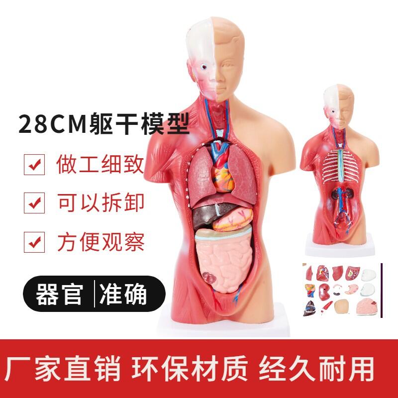 人体躯干模型成人内脏心脏解剖模型医学培训演示教具儿童益智玩具
