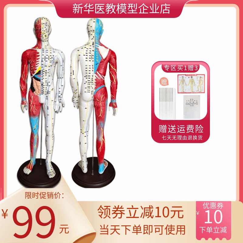 60cm半肌肉针灸穴位人体模型十二经络穴位图中医针灸模拟教学演示