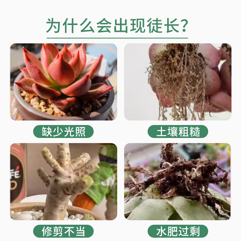 多肉矮胖素营养液,让你的植物“站得稳、长得壮”_护肤品_淘宝美妆网