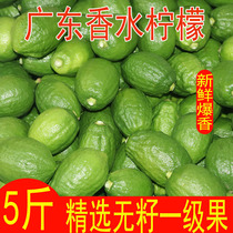Guangdong Perfume Lemon Fresh Green Lemon Seedless First Grade Fruit Seasonal Fruit Commercial Milk Tea Shop Exclusive Wholesale