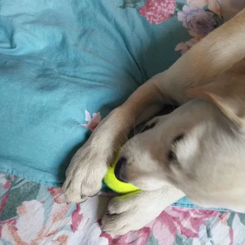 ДОБАВИЧИКА ИГРЫЙ СОБАКИ С щенками щенками на открытом воздухе Большие собаки и подкова собака Молярная эластичная домашняя собака тренировочная собака.