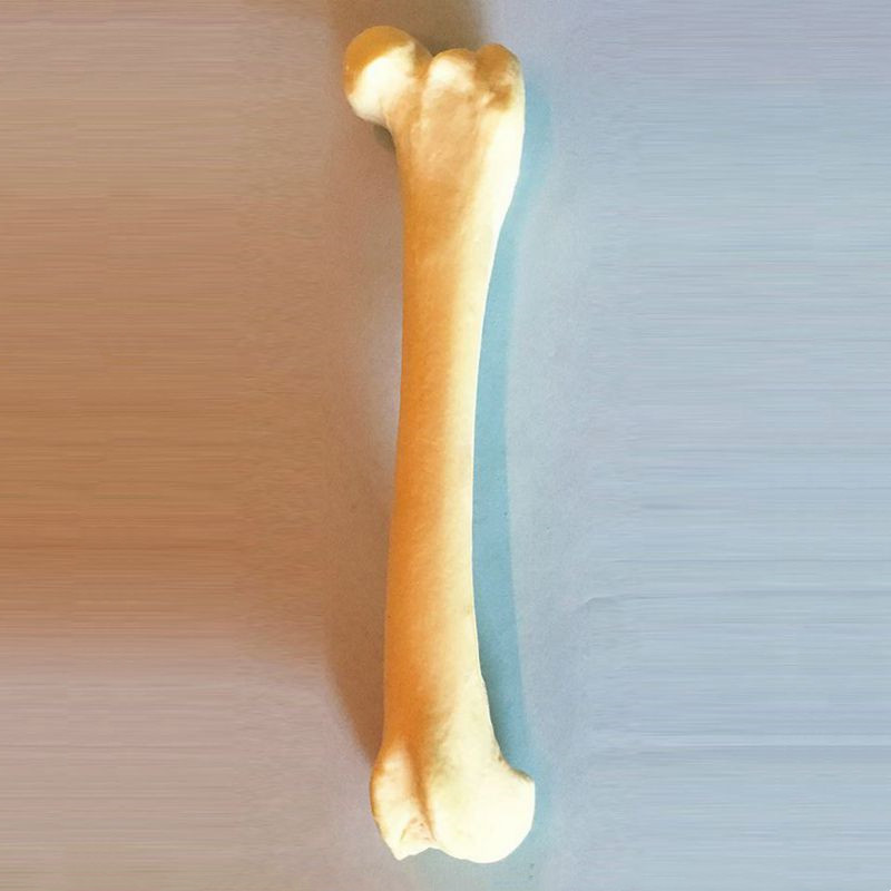 犬骨骼仿真骨动物医生手术练习狗四肢前后腿肱骨尺桡骨股骨胫腓骨