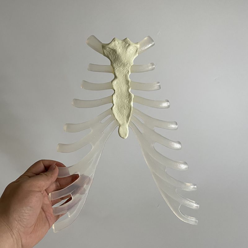 1比1胸骨柄模型人体胸腔骨骼肋骨可变形造型美术艺用影视道具玩具