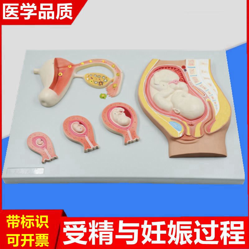 胚胎发育过程 受精卵形成 精卵结合胚胎发育过程足月妊娠产程胎位