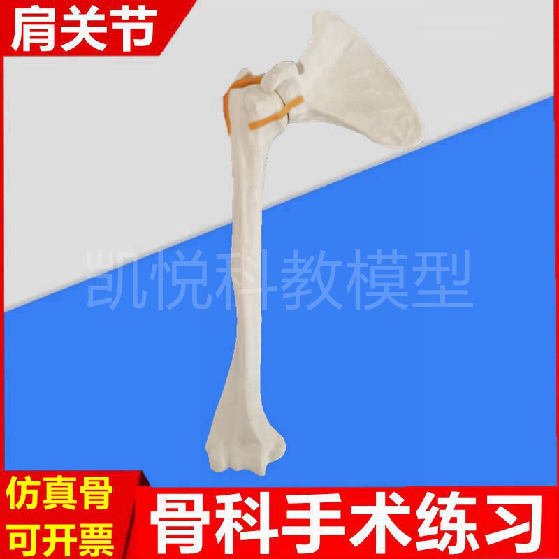 肩关节模型骨科手术练习仿真骨模拟操作假骨肩胛骨四肢骨髓腔植入