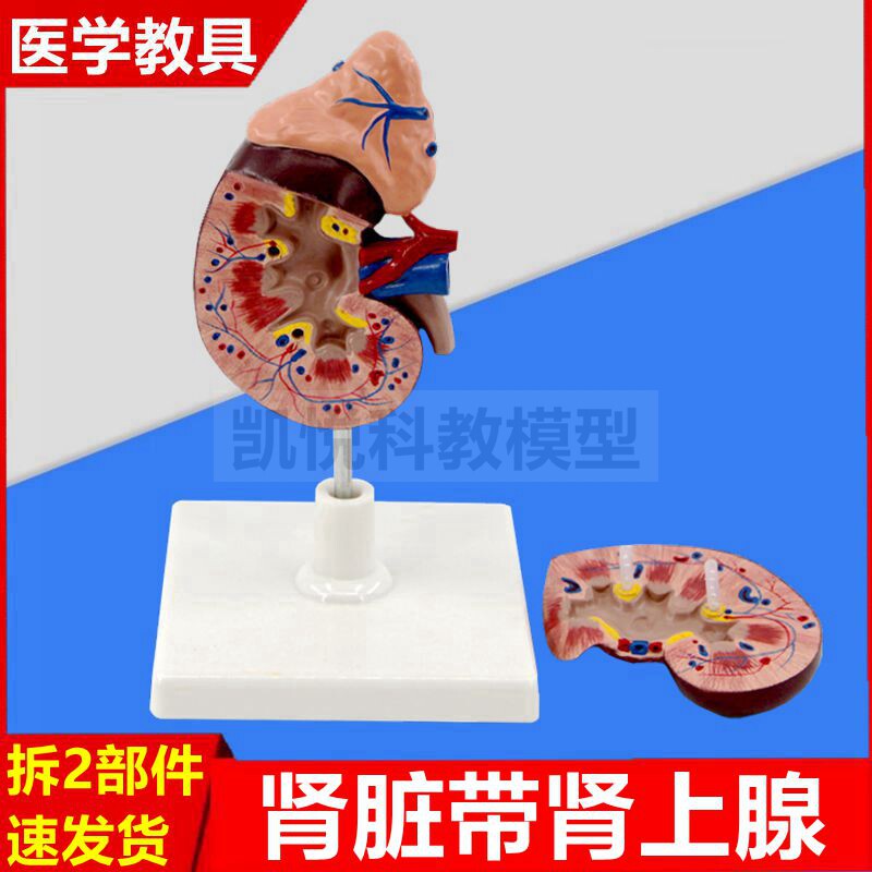 1比1肾脏模型拆2部件肾上腺输尿管肾血管中学生物课泌尿脏器医药