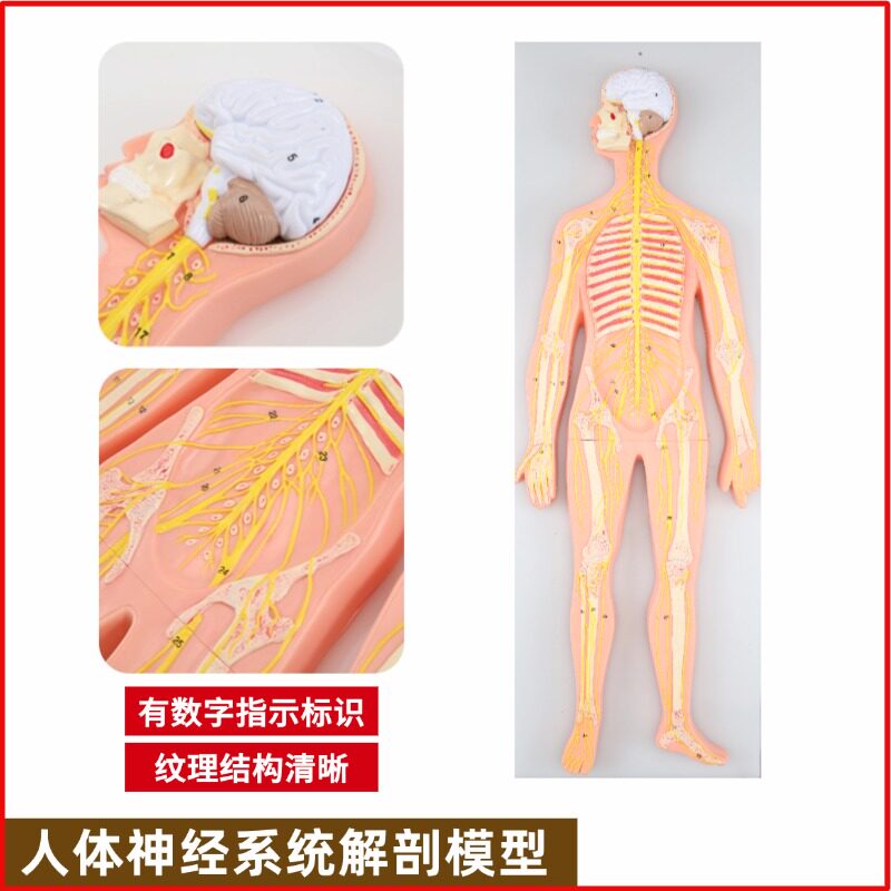 人体神经系统解剖模型 中枢神经 脑脊髓周围 脊神经骶丛 坐骨神经