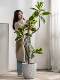 High-End Light Luxury Artificial Plant Fake Black Rubber Tree Bionic Green Plant Potted Floor-Standing Ornament Living Room Decoration