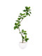 Artificial Green Plant Rubber Tree Ornament Black Diamond Indoor Fake Potted Plant Decoration High-End Light Luxury Large Landscaping Decoration
