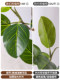 Light Luxury Home Green Plant Artificial Bengal Banyan Potted Plant Large Floor-Standing Fake Tree Living Room Interior Decoration Landscaping Ornament