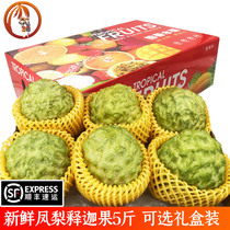 (Shunfeng) Fenglei Sakagot Hainan Fresh gift дающий фрукты speciation foot food 3 5 catty gift box одежды