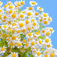 1000 громмомиомион+удобрения [купить 2 Get 1 Get 1]