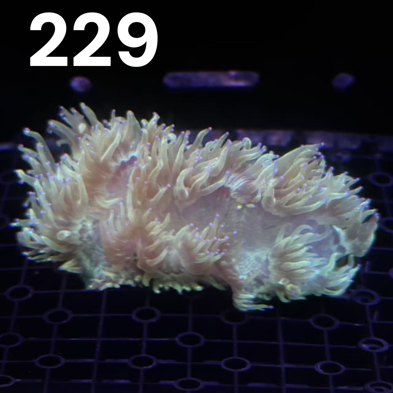 圣诞树珊瑚珊瑚白花皮荧光笔二绿长须活体珊瑚：点亮你的水族箱