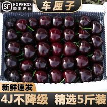Chilean cherries fresh fruit 5kg gift box 3j extra large seasonal whole box original box 10 imported cherries