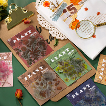 Plant collection PET sticker bag retro flower transparent waterproof sticker Handbook diy decorative material small stickers